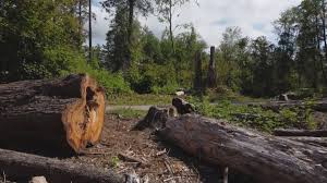 How Our Tree Care Process Works  in  Mountain Village, CO