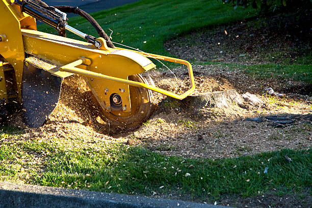 Lawn Irrigation Installation and Maintenance in Mountain Village, CO